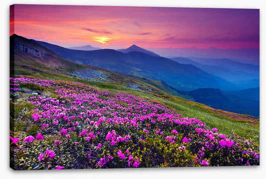 Mountain meadow sunrise
