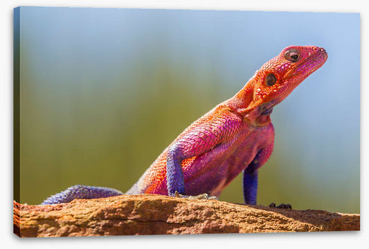 Agama lizard
