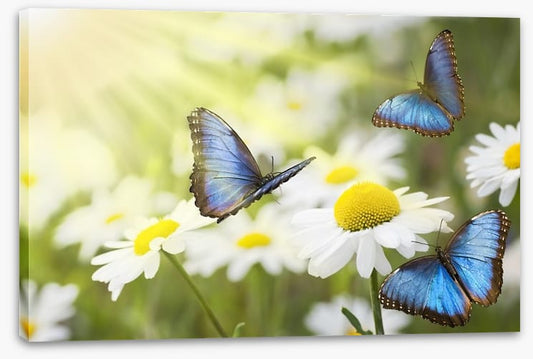 Daisy blue butterflies