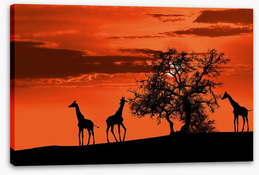 Savanna giraffe sunset