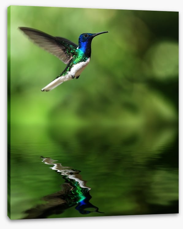 Tropical hummingbird