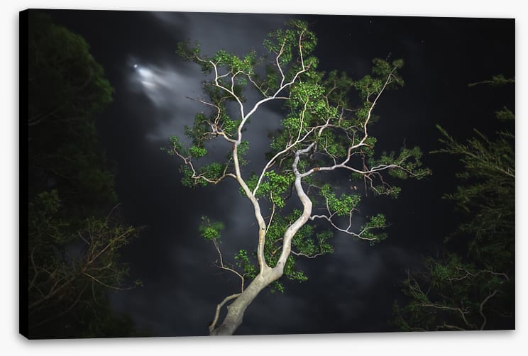 Gum tree moonlight
