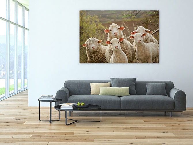Inquisitive lambs