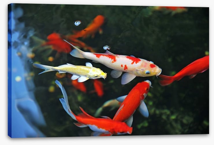 Koi swimming