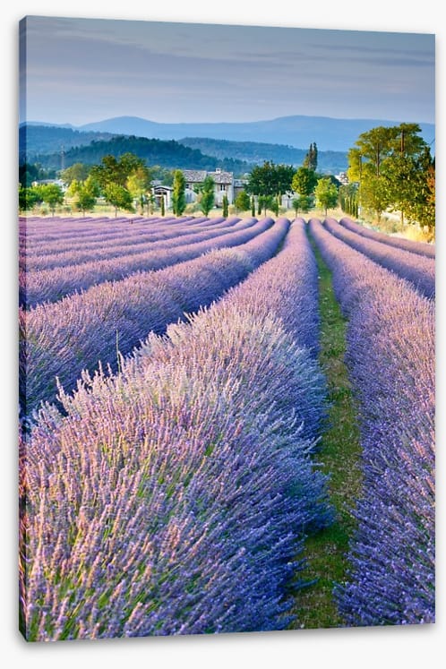 Lavender field in Provence
