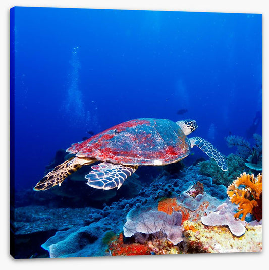 Hanging with the coral