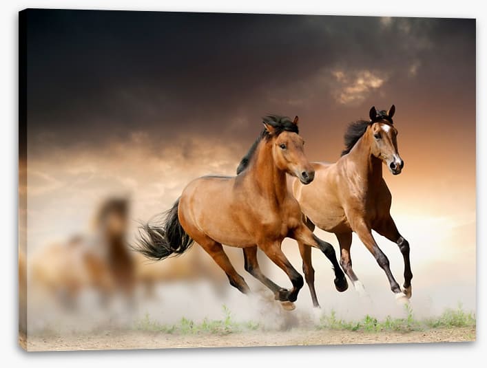 Mammals