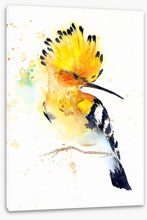 Hoopoe splash