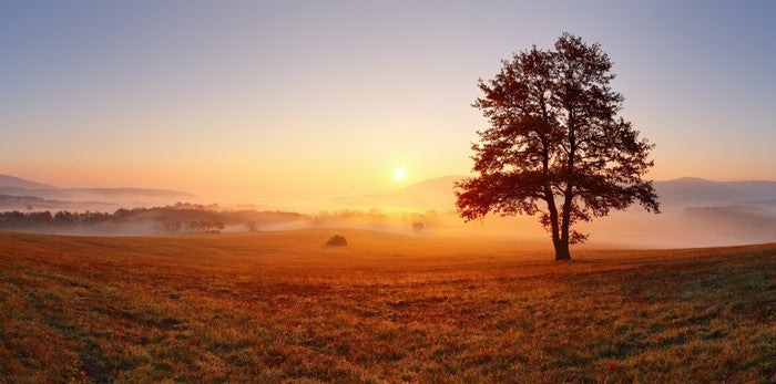 The alone tree