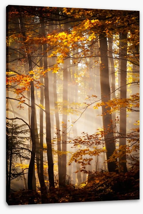 Sunlight in the Autumn woods