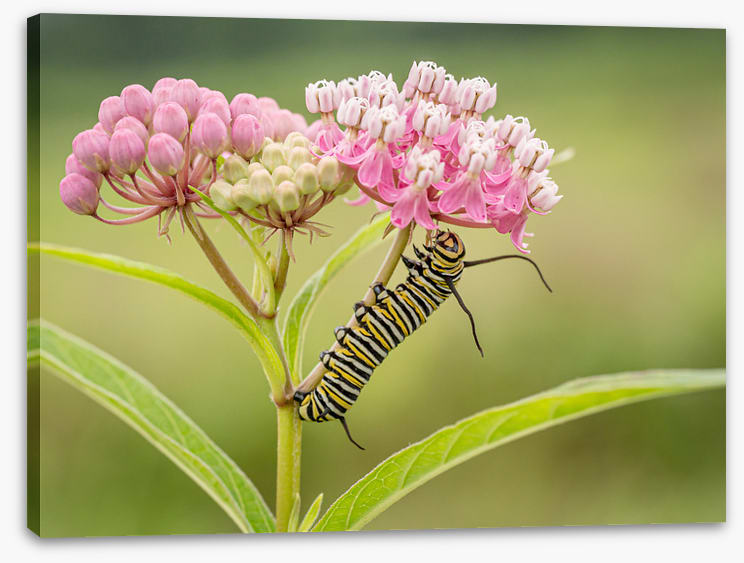 Insects