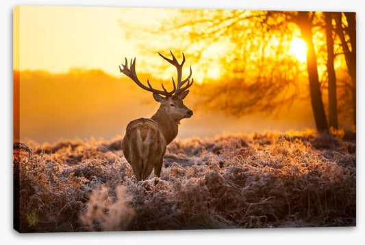Red deer in the morning sun