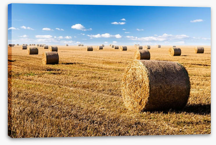 Late summer crop