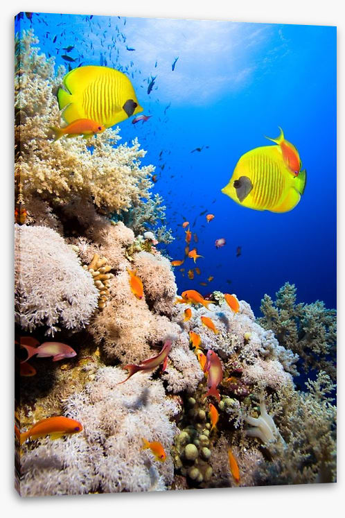 Masked butterfly meeting