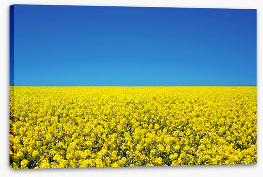 Canola sky