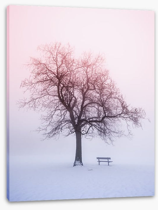 Winter tree in foggy sunrise