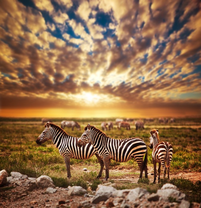 Zebras in Serengeti sunset