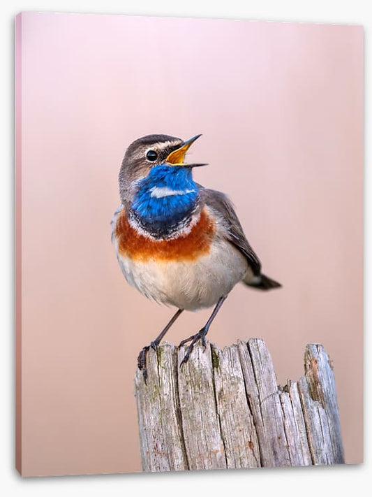 Bluethroat sing