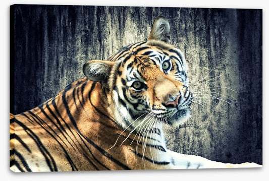 Bengal tiger