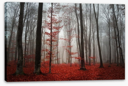 Autumn fog in the forest