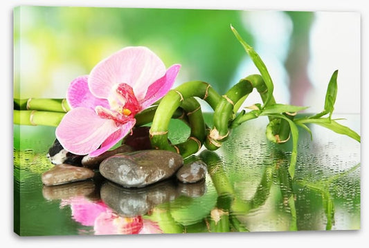 Pink orchid in the rain