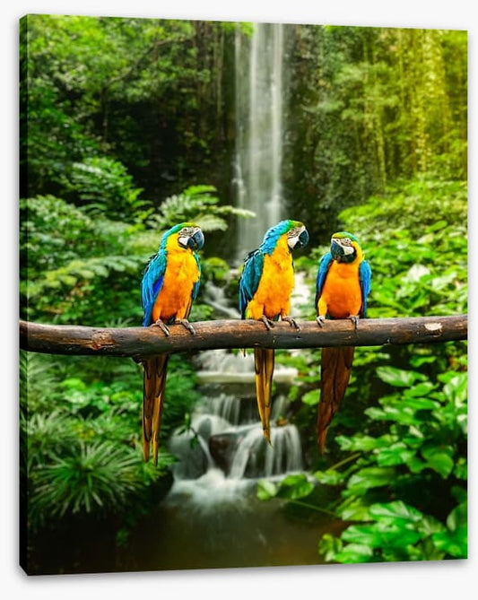 The three macaws