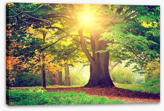 Autumn park sunlight