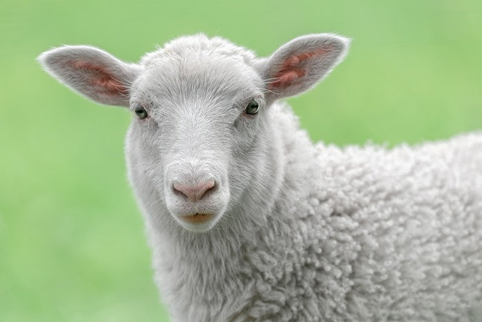 Spring lamb