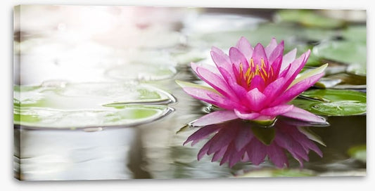 Pink water lily