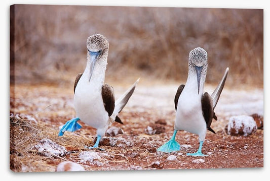 Blue footed booby mates