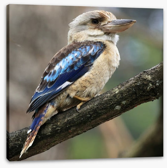 Kookaburra on a gum tree