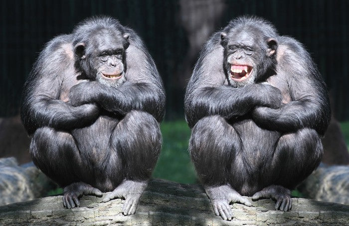Monkeying around