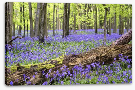 Vibrant bluebell forest
