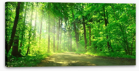 Sunbeam on the forest road
