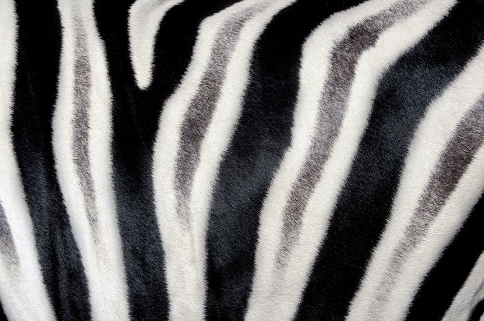 Zebra stripes