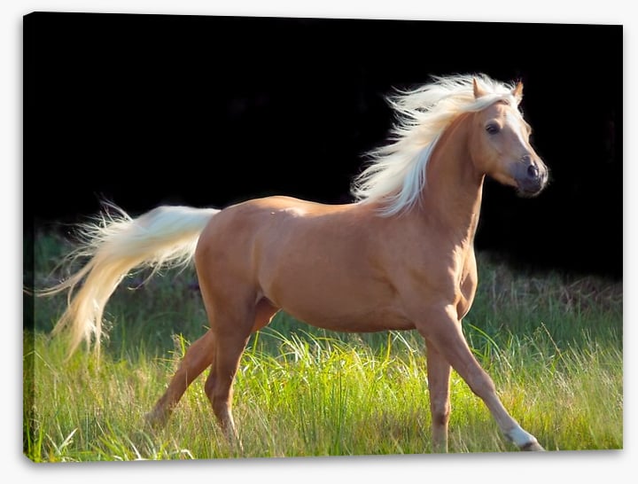 Pretty palomino