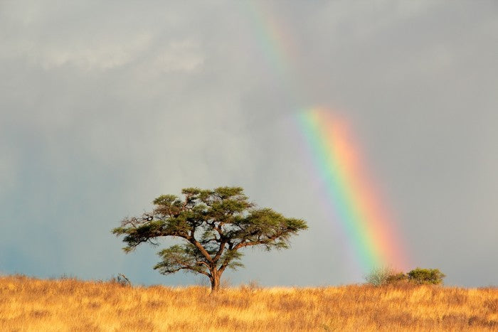 Rainbows