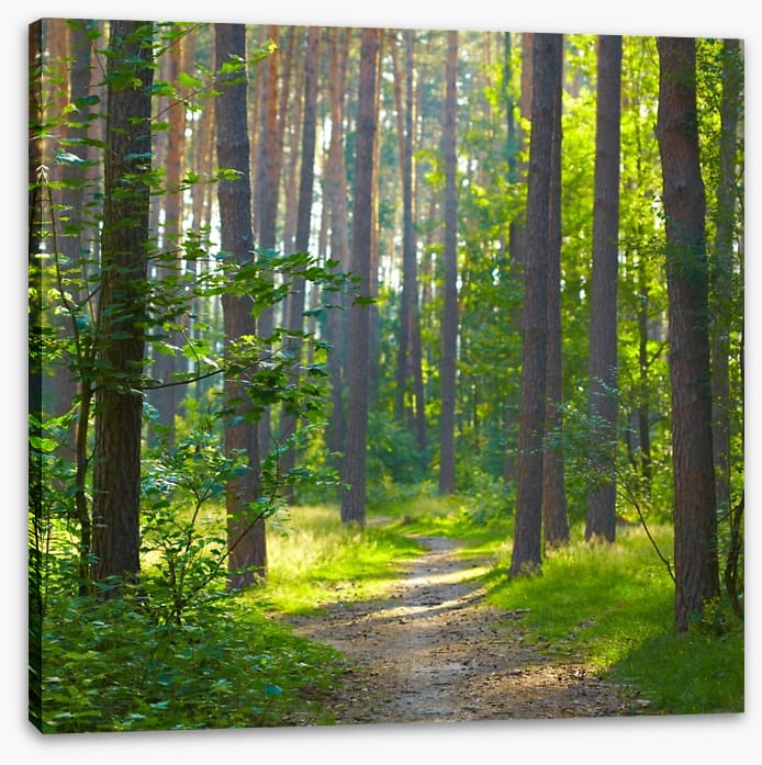 Spring forest sunlight