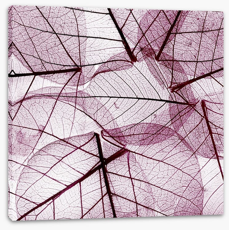 Fallen leaves