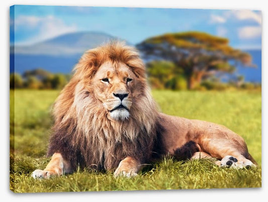 Lion on savannah grass, Kenya