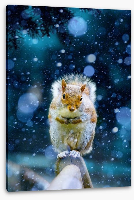 Red squirrel in the snow