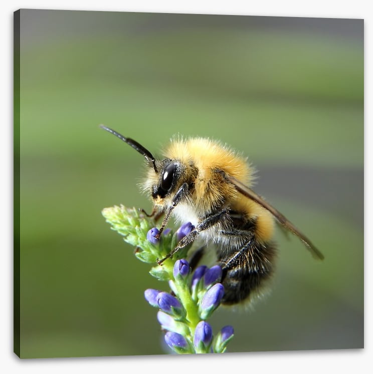 Fluffy bee