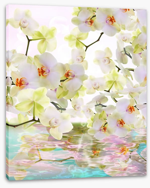 Japanese orchid reflections