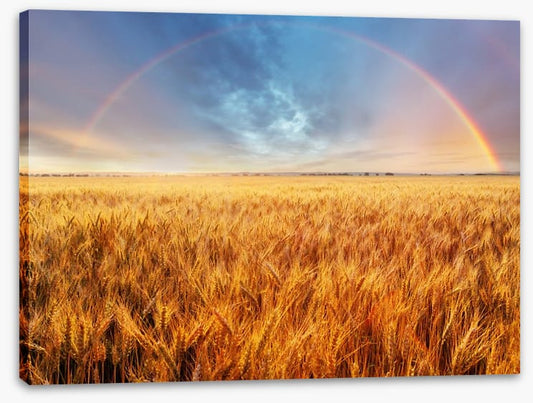 Rainbow over the wheat