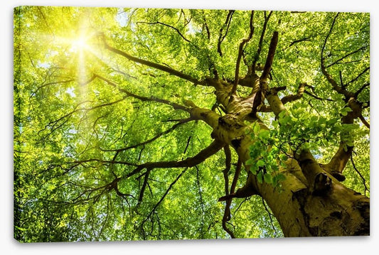 Sunbeam through the Beech