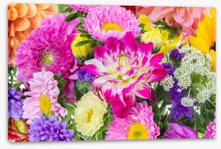 Asteraceae