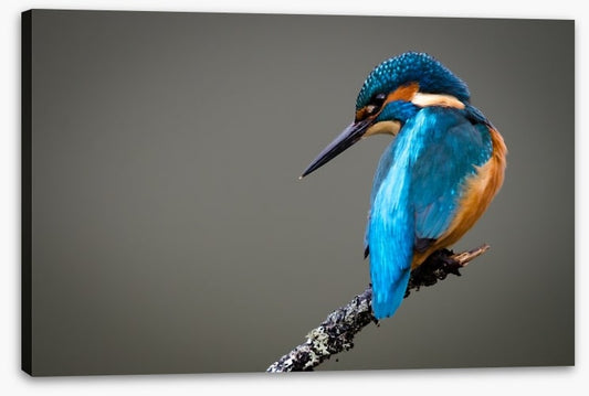 Kingfisher perched
