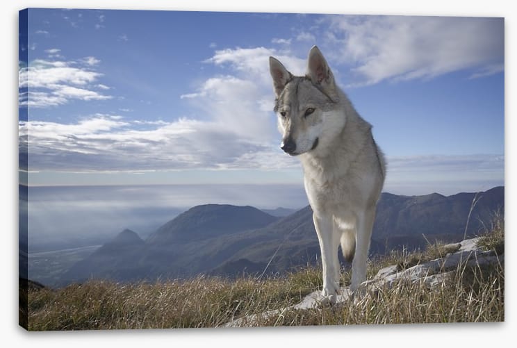 Lone wolf