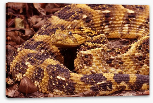 Reptiles / Amphibian