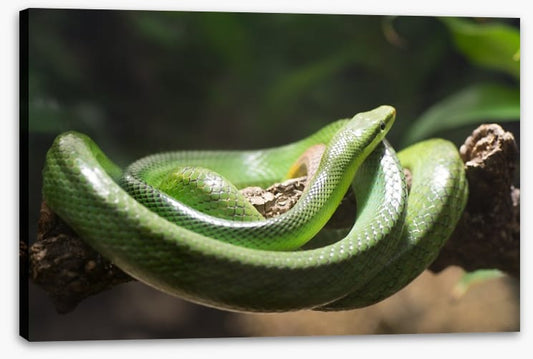 Reptiles / Amphibian